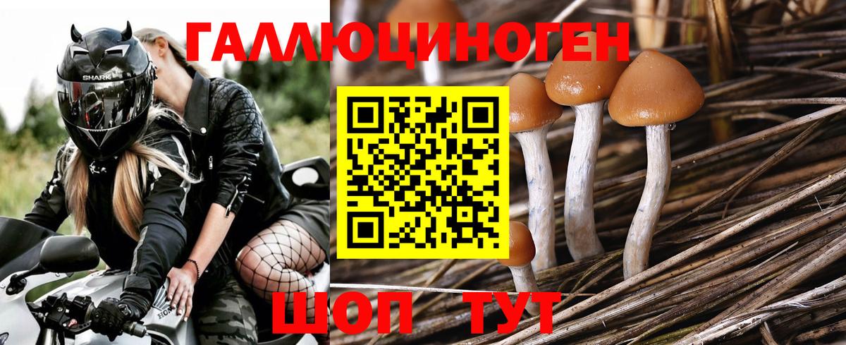 Ярославль  Псилоцибиновые грибы Psilocybine cubensis  Вход с VPN  Галлюциногенные грибы Cubensis 